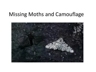 Missing Moths and Camouflage