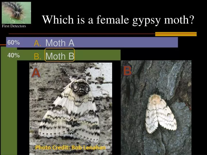 which is a female gypsy moth
