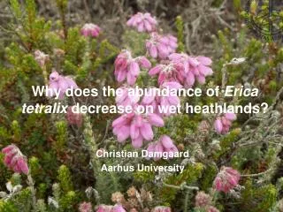 Why does the abundance of Erica tetralix decrease on wet heathlands?