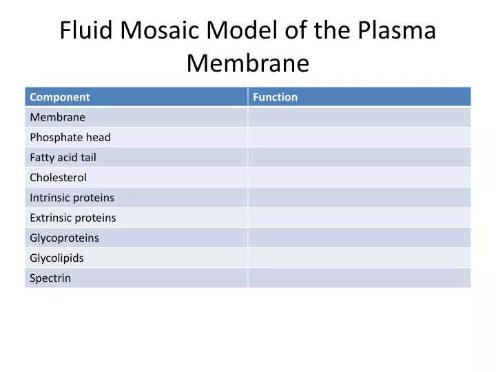fluid mosaic model of the p lasma membrane