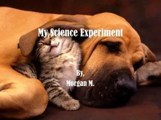 My Science Experiment