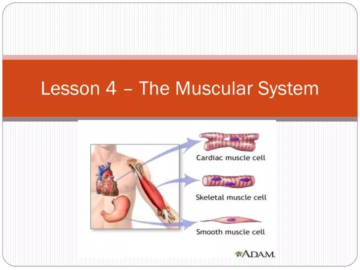 lesson 4 the muscular system