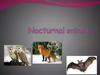 Nocturnal animals
