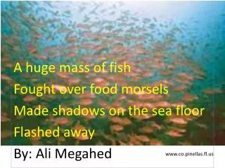 A huge mass of fish Fought over food morsels Made shadows on the sea floor Flashed away