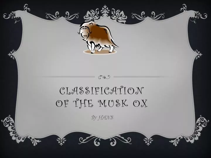 classification of the musk ox