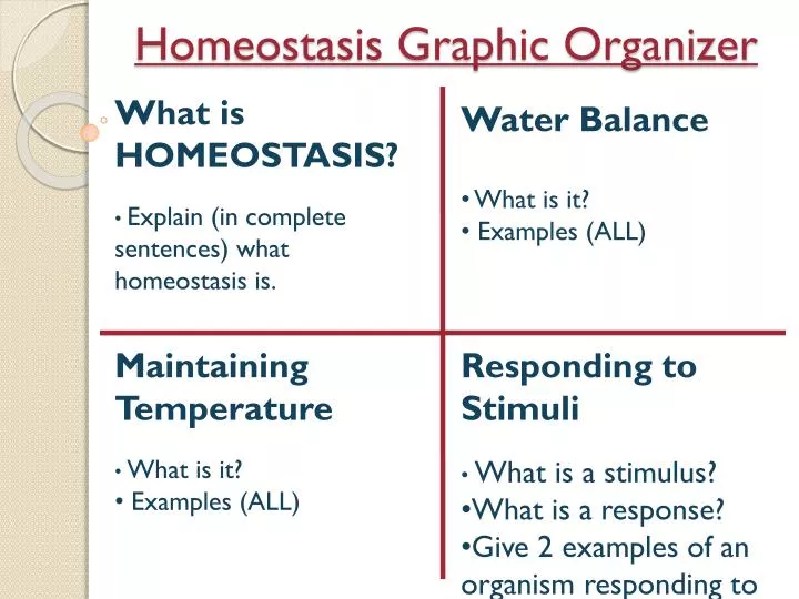homeostasis graphic organizer