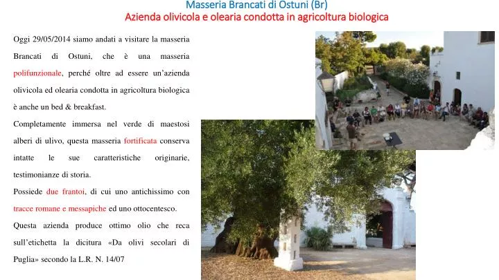 masseria brancati di ostuni br azienda olivicola e olearia condotta in agricoltura biologica