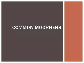 Common Moorhens