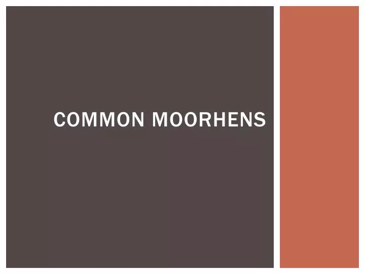 common moorhens