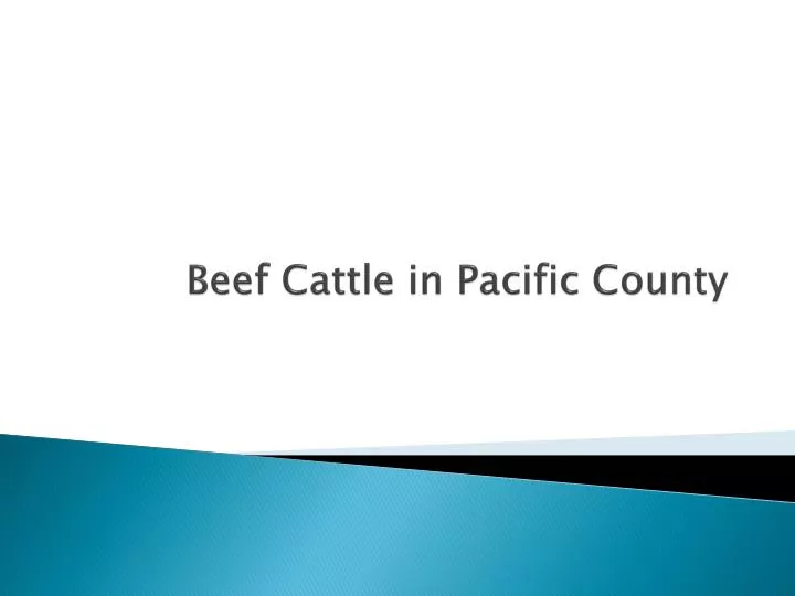 beef cattle in pacific county
