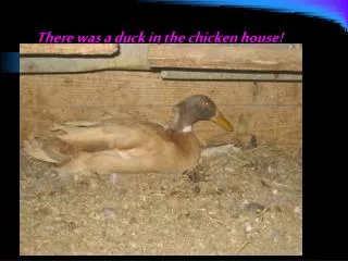 there was a duck in the chicken house