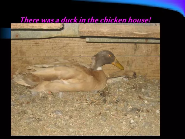 there was a duck in the chicken house