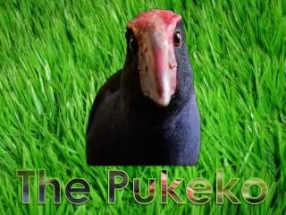 The Pukeko