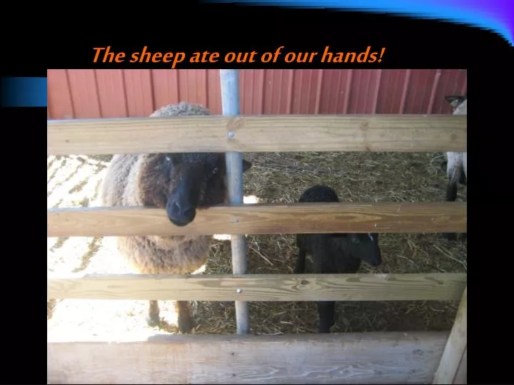 the sheep ate out of our hands