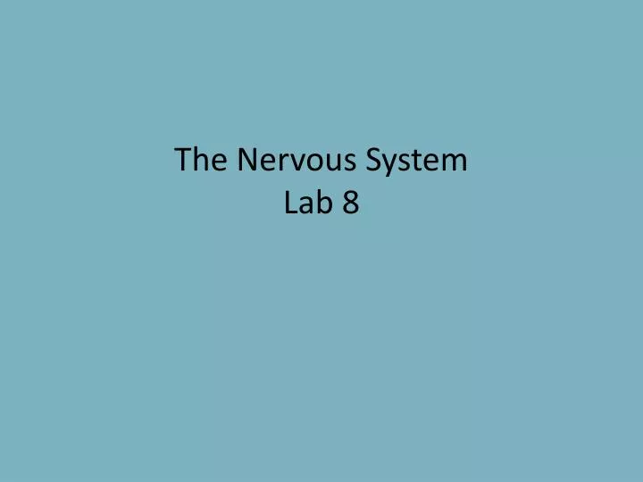 the nervous system lab 8