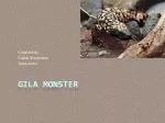 Gila Monster - slide 1
