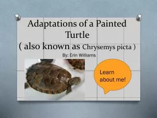 Adaptations of a Painted Turtle ( also known as Chrysemys picta )