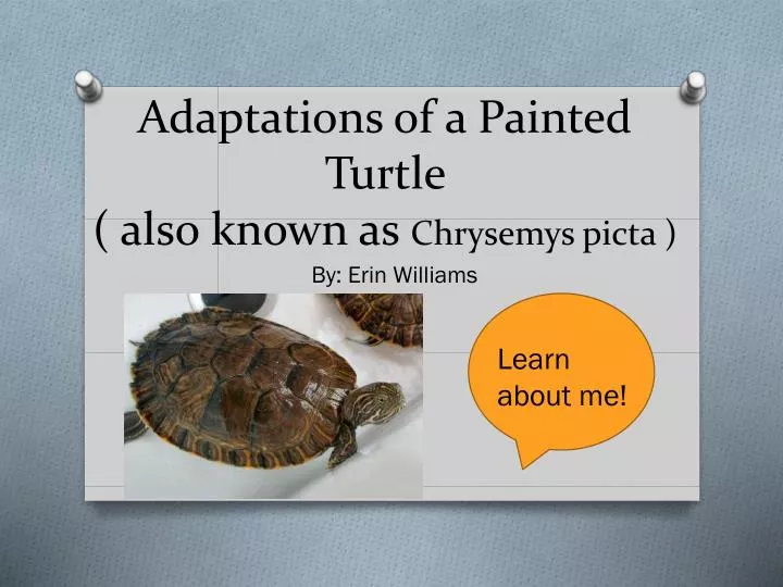 adaptations of a painted turtle also known as chrysemys picta