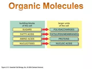 Organic Molecules