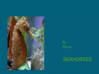 SEAHORSES