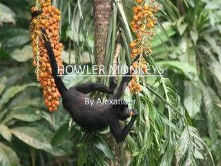 howler monkeys