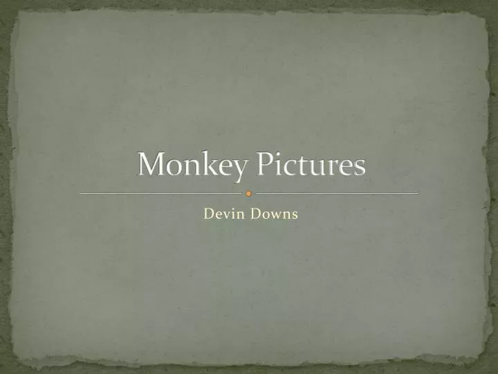 monkey pictures