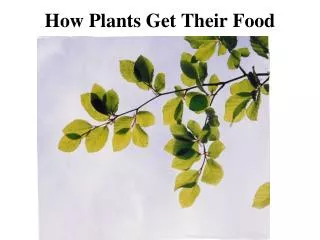 How Plants Get Their Food
