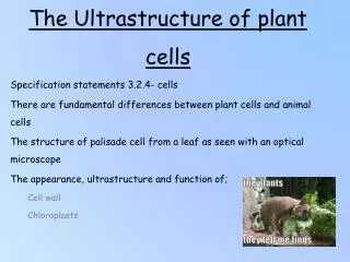 the ultrastructure of plant cells
