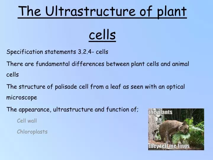 the ultrastructure of plant cells