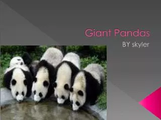 PPT - Giant Pandas!!!!! Why are they endangered ????? PowerPoint