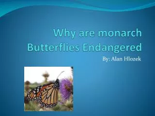Why are monarch Butterflies Endangered