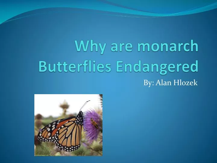 why are monarch butterflies endangered