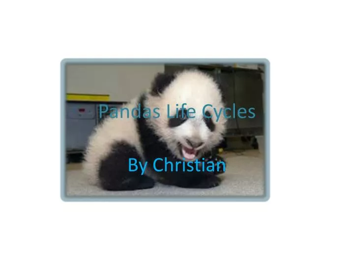 pandas life c ycles