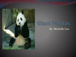 Giant Pandas