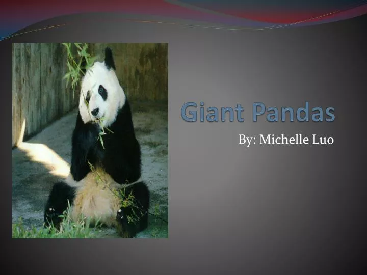 PPT - Giant Pandas PowerPoint Presentation, free download - ID:2673517