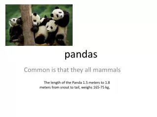 pandas