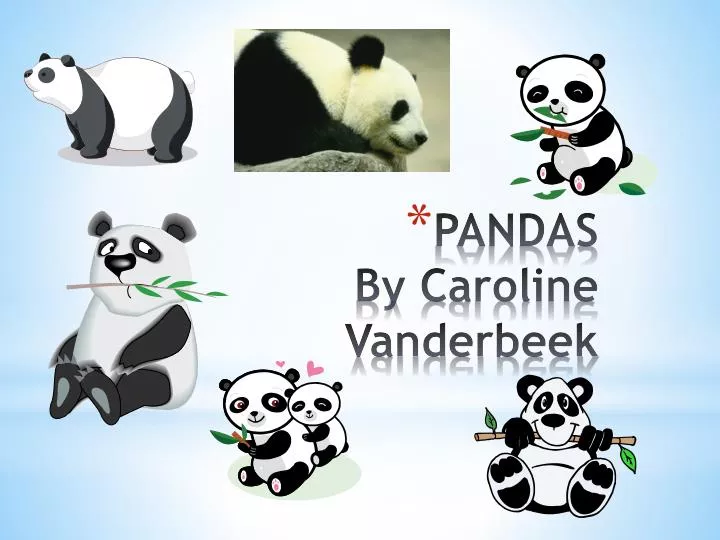 pandas by caroline vanderbeek