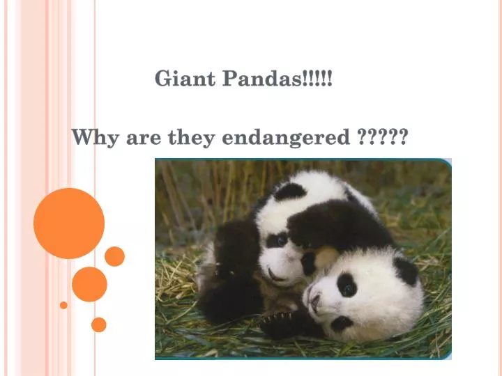 giant pandas why are they endangered