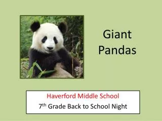 Giant Pandas