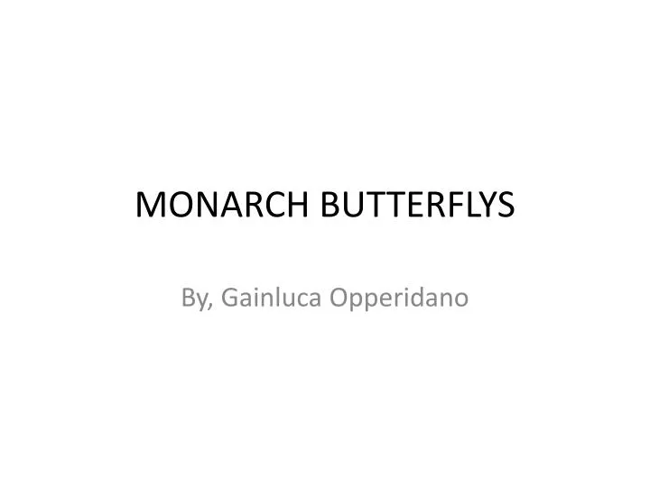 monarch butterflys