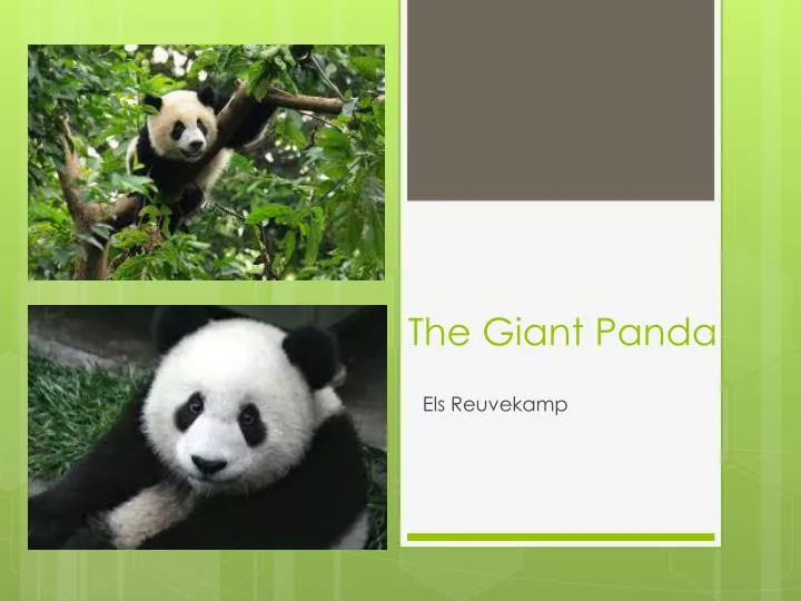 the giant panda