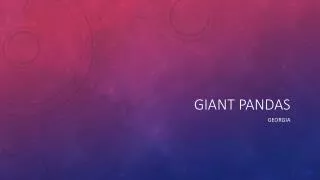 giant pandas