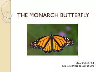 THE MONARCH BUTTERFLY