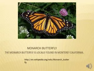 The monarch butterfly is locally found in Monterey california.