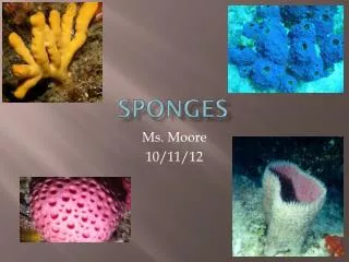 Sponges