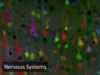 Nervous System s