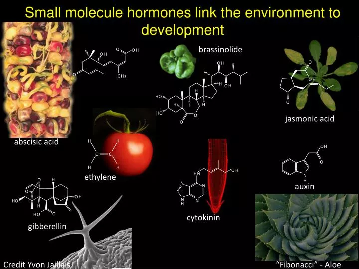 small molecule hormones link the environment to development