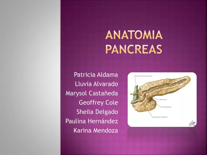 anatomia pancreas