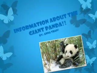 Information About The Giant Panda!! By: Anna Tran!