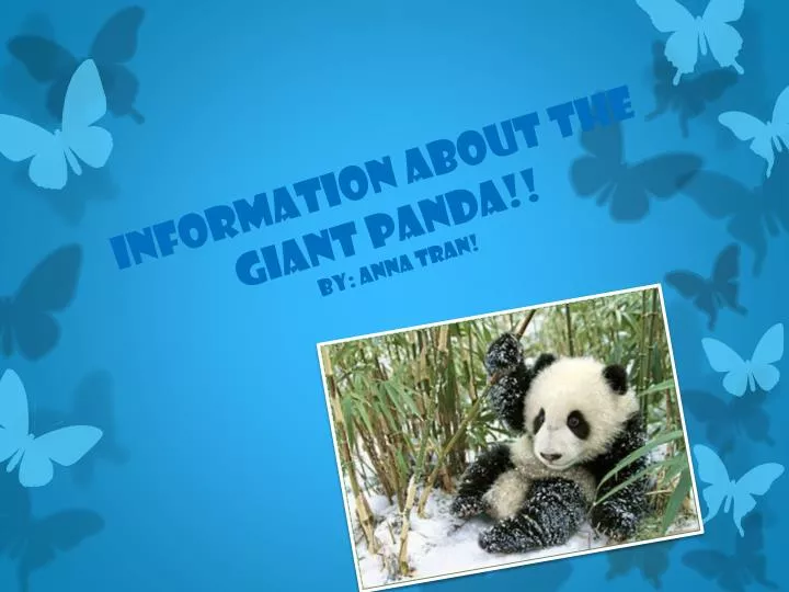 information about the giant panda by anna tran
